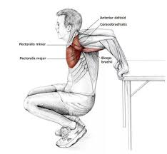 Reverse Chest Stretch Shoulder Stretching Exercises Yoga Anatomy Stretching Exercises