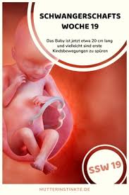 Was Passiert In Ssw 19 Live Bericht Symptome Tipps