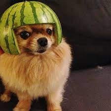 Dogs with yeast infections on the paws usually lick their paws more than normal. Bored Dog Owners Show The Fruits Of Their Labours By Carving Watermelon Helmets For Their Mutts