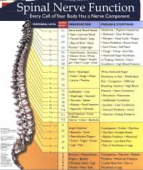 spinal nerve chart