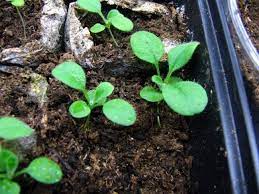Forget Me Not Seedlings Flower Seedlings Seedlings Garden Plots