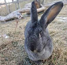 Sr does must be a minimum of 14lbs…. Flemish Giant Rabbit