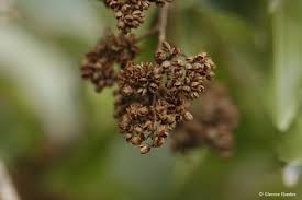 Image result for Heteropyxis natalensis