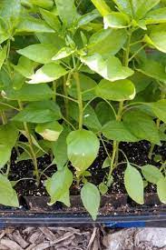 Check spelling or type a new query. 3 Simple Tips For Planting A Successful Garden Quick Easy With Video