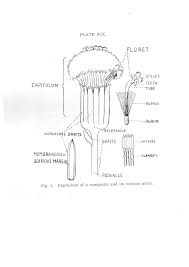 Image result for Lopholaena sp.no.1