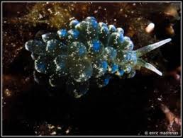 Image result for Selago coerulea