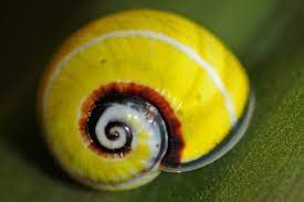 Polimitas Los Caracoles Mas Bellos Del Mundo Caracoles De Tierra Caracoles Dibujos De Animales Realistas