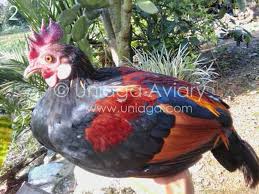 Masukkan ayam ke dalam air, masukkan royco bumbu komplit ayam goreng, aduk rata lalu cara membuat ayam goreng madu : Ayam Hutan Asli Uniaga Aviary