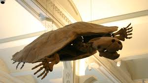 Odkopano prehistoryczną skorupę żółwia o wielkości samochodu ...