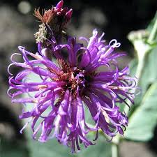 Vernonia missurica - Missouri Ironweed - Sugar Creek Gardens Sugar Creek  Gardens | Plant Nursery for Missouri & Illinois