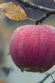 Organic Gardening And Why You Need One Mygardenway Com Organic Gardening Tree Branch Wallpaper Fruit Wallpaper