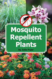 Having plants that repel bugs could mean the difference between a nice afternoon in the yard and getting eaten up. Repel Mosquitoes Naturally With These Beautiful Plants Gardening Know How S Blog