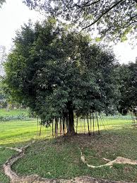 Image result for Ficus barteri