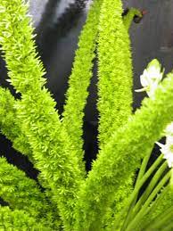 Fox Tail Fern Green Plants Flowers Flower Power