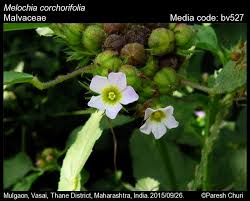 Image result for Melochia