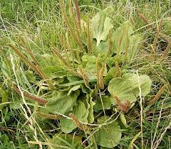 Image result for Plantago palmata