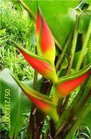 Propagation Bird Of Paradise Rhizome Pin On Plant Hoarder