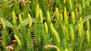 Image result for Lycopodium