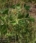 Image result for Chamaecrista zambesica