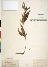 Image result for Aspilia kotschyi