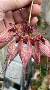 Image result for Bulbophyllum vulcanicum