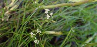 The population was 5,164 at the 2010 census.it originally developed as a junction point for the baltimore and ohio railroad, serving numerous branches of a network that was vital to the regional coal industry. Wv Dnr Biologists Monitor Endangered Harperella Plants West Virginia Division Of Natural Resources West Virginia Division Of Natural Resources
