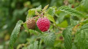Himbeeren schneiden als wichtigste pflegemassnahme himbeeren gibt es in zwei verschiedenen anbausorten: Himbeeren Schneiden Ertrage Steigern Garten Diybook De