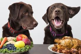 Linee guida per l'alimentazione di un cane diabetico; Alimentazione Del Cane Come Gestire Al Meglio Il Cibo Umido Ed Il Cibo Secco