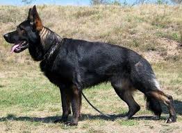 Ddr Duitse Herder Google Search Alman Coban Kopegi Coban Kopegi