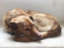 Why My Dog Will Never Be An Instagram Star Dogs Pet Mama Dog Lovers