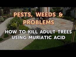 So, not only can you add the. How To Kill Adult Trees Using Muriatic Acid Youtube