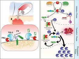 Here are some questions other visitors have asked on our free math help message board. Factor Xa Activation Of Factor V Is Of Paramount Importance In Initiating The Coagulation System Circulation