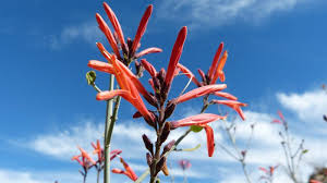 Image result for Justicia stachytarphetoides