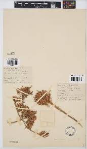 Image result for Crotalaria barnabassii