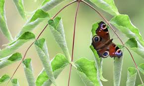 They butterfly houses can be used as a roost in the summer months as well and as a shelter in the winter months. I Found A Butterfly In My House What Should I Do