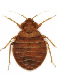 Bed bugs do not but look similar to an apple seed with legs. Bed Bugs Or Carpet Beetles Assured Environments