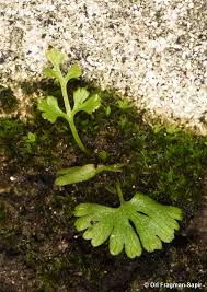 Image result for Anogramma