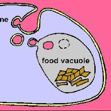 Maybe you would like to learn more about one of these? Food Vacuole On Twitter I Ve Got Connections In Both Plant And Animal Cells Organellevote2015wca