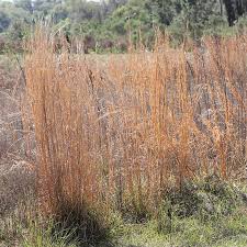 Image result for Andropogon