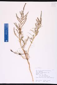 Image result for Suaeda plumosa