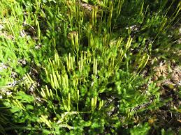 Image result for Lycopodium clavatum