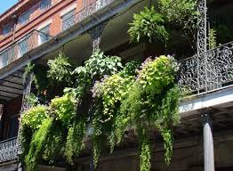 Balcony Fern Garden Hanging Fern Garden On Balcony Sponsored Ad Advertisement Balcony Garden Hanging Fern Ferns Garden Hanging Ferns Ferns