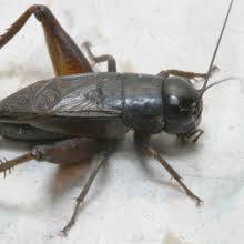 With the quality pest control in cape coral, fl, from our company, you will reduce your risk of harm from these pests. Richmond Pest Control Pest Control Services Staten Island Ny