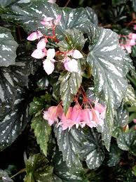 Angel Wing Begonia How To Grow Care Tips Https Www Houseplant411 Com Houseplant Angel Wing Begonia How To Grow Care Angel Plant Begonia Plants