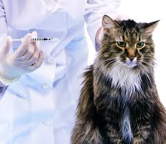 Maybe you would like to learn more about one of these? Diabetes Young Again Pet Food