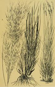 Image result for Aristida stipoides