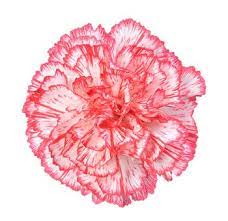 Pin On Other That I Love