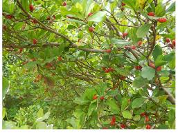 Image result for Synsepalum