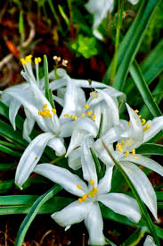 Maybe you would like to learn more about one of these? White Wildflowers Of Rocky Mountain National Park