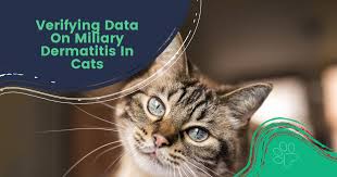 Image result for Feline Miliary Dermatitis